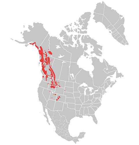Oreamnos americanus Ареал обитания на карте