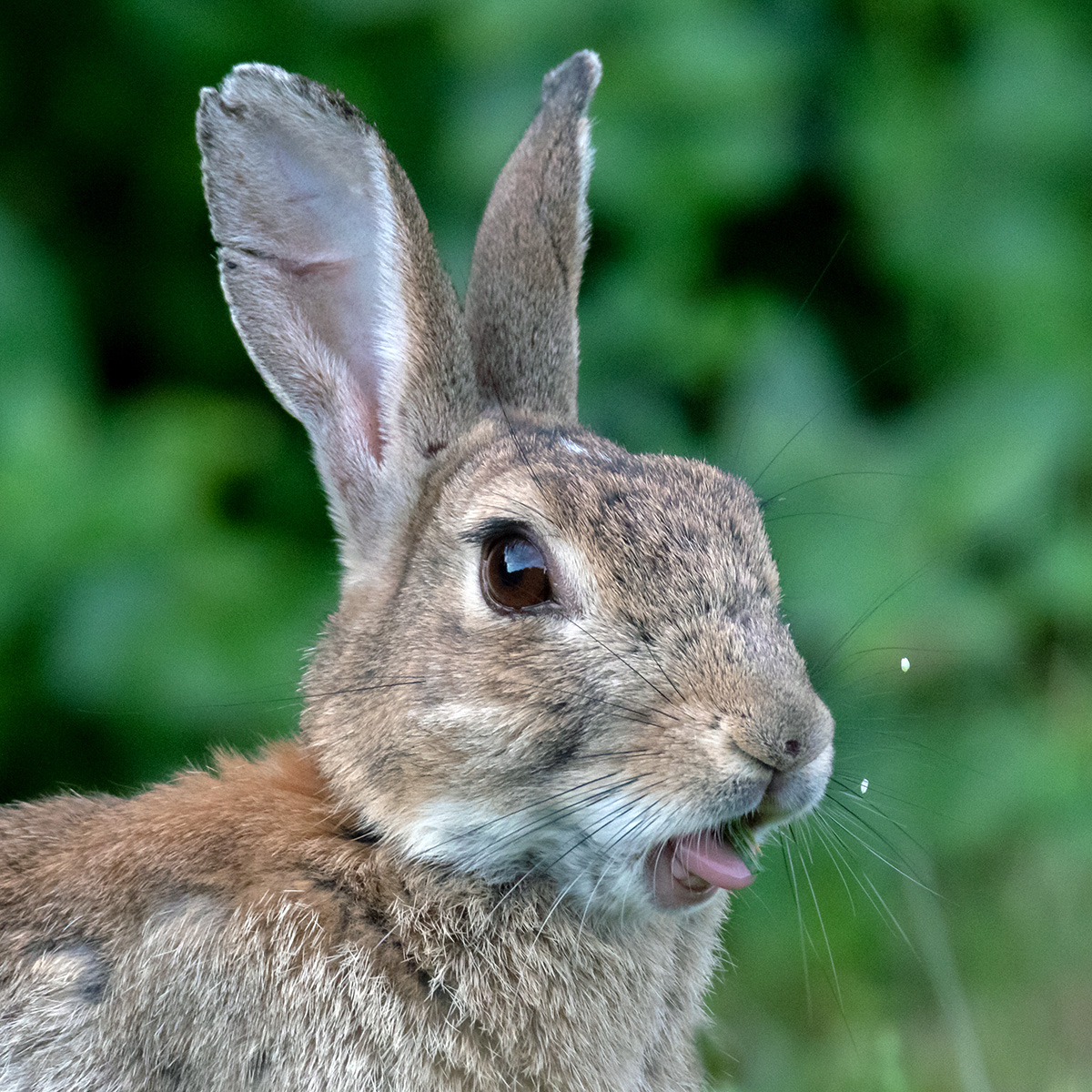 Дикий кролик (Oryctolagus cuniculus) Фото №10