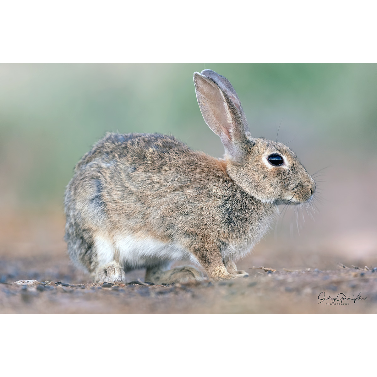 Дикий кролик (Oryctolagus cuniculus) Фото №3