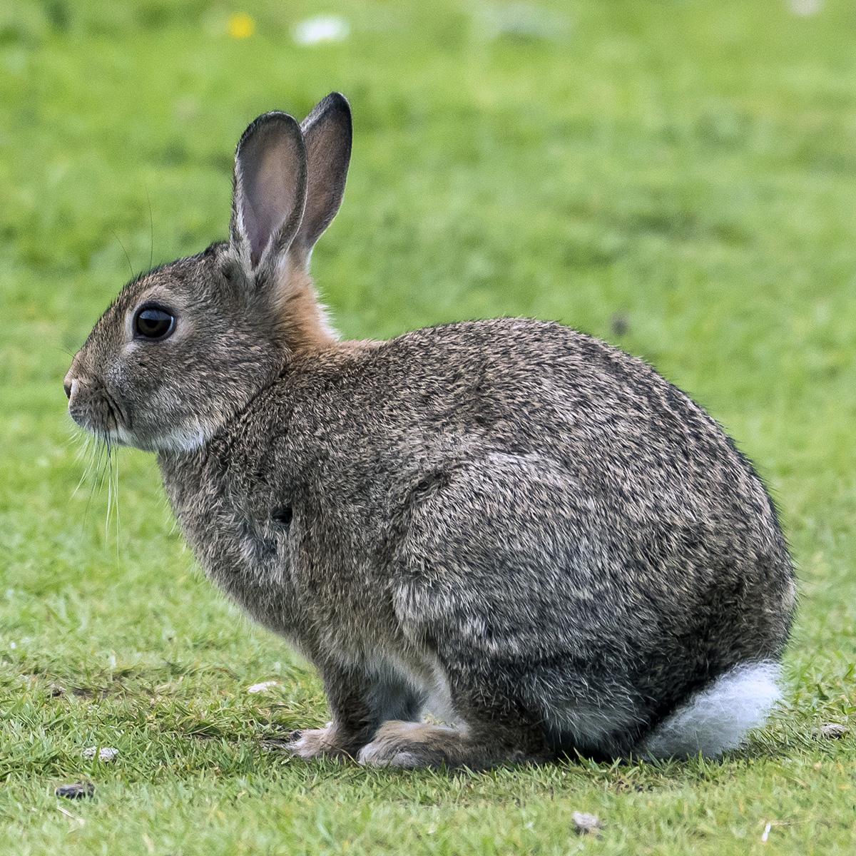 Дикий кролик (Oryctolagus cuniculus) Фото №4