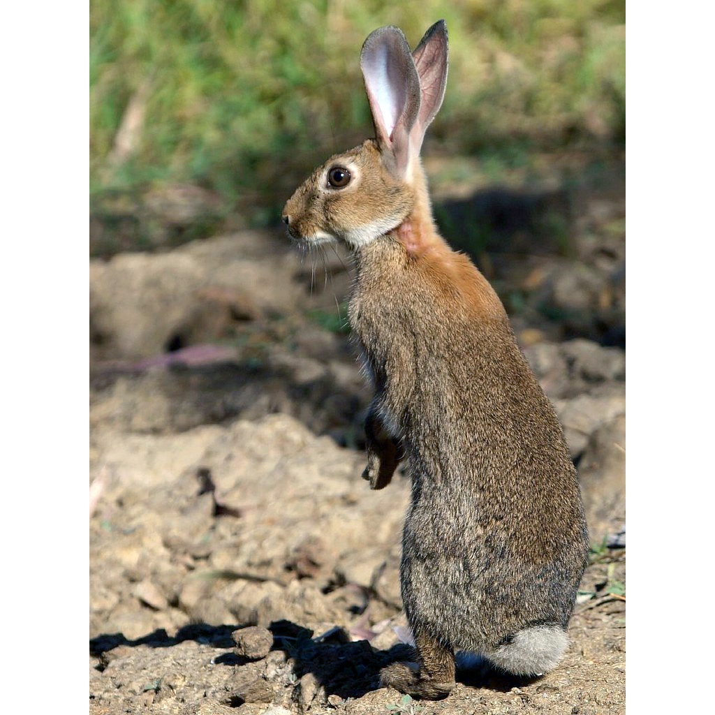 Дикий кролик (Oryctolagus cuniculus) Фото №6