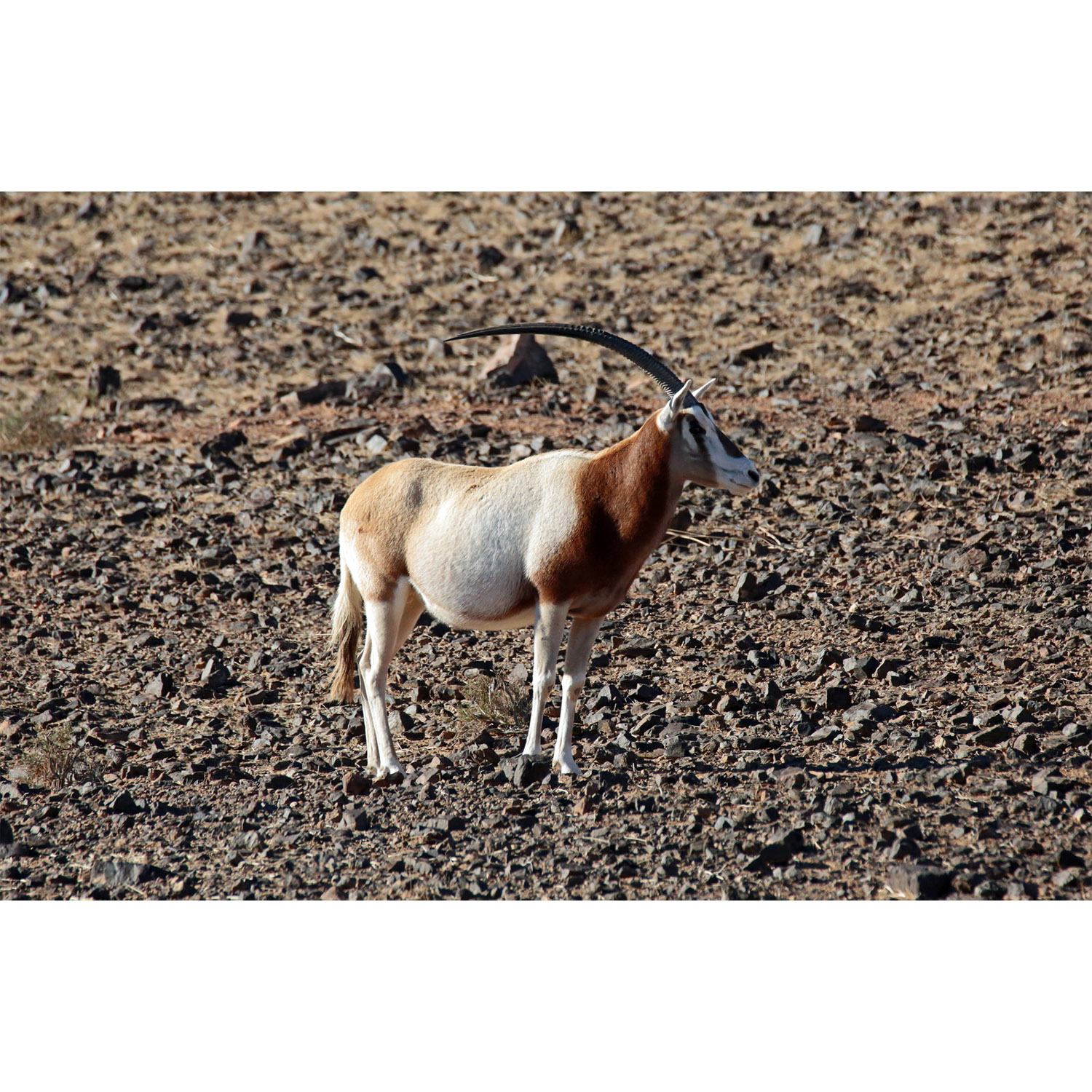 Oryx dammah Фото №2