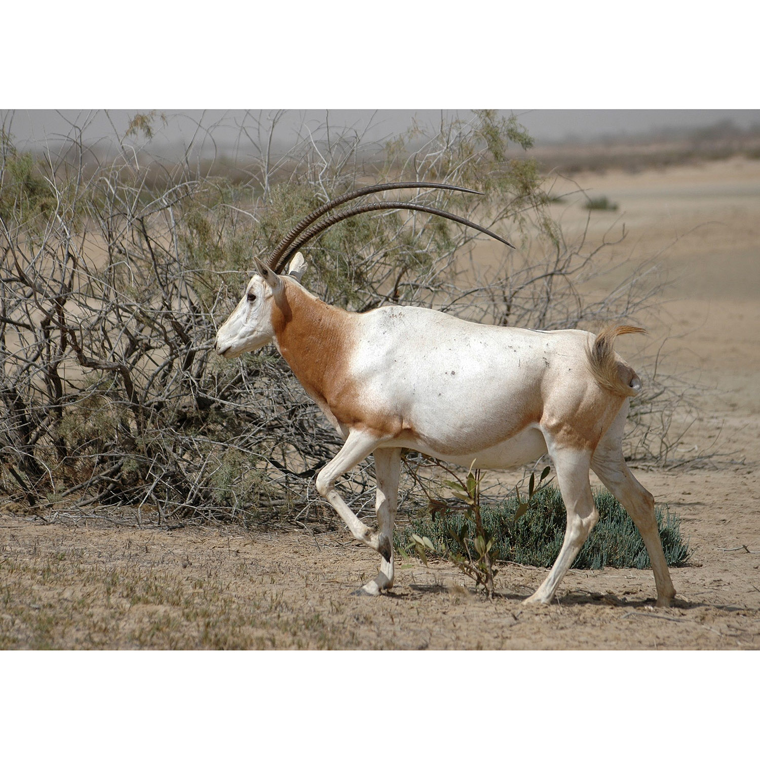 Oryx dammah Фото №3