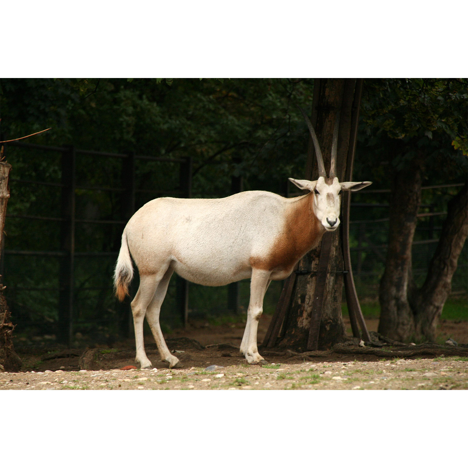 Oryx dammah Фото №5