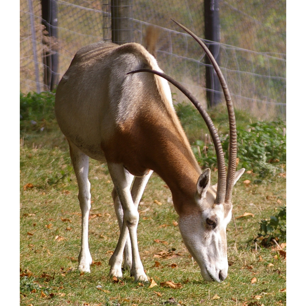 Oryx dammah Фото №6