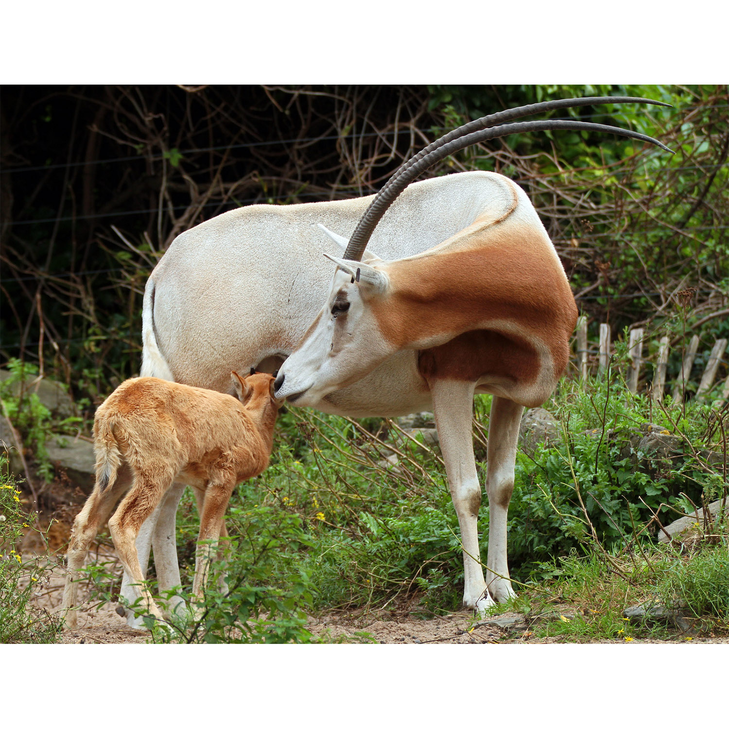 Oryx dammah Фото №8
