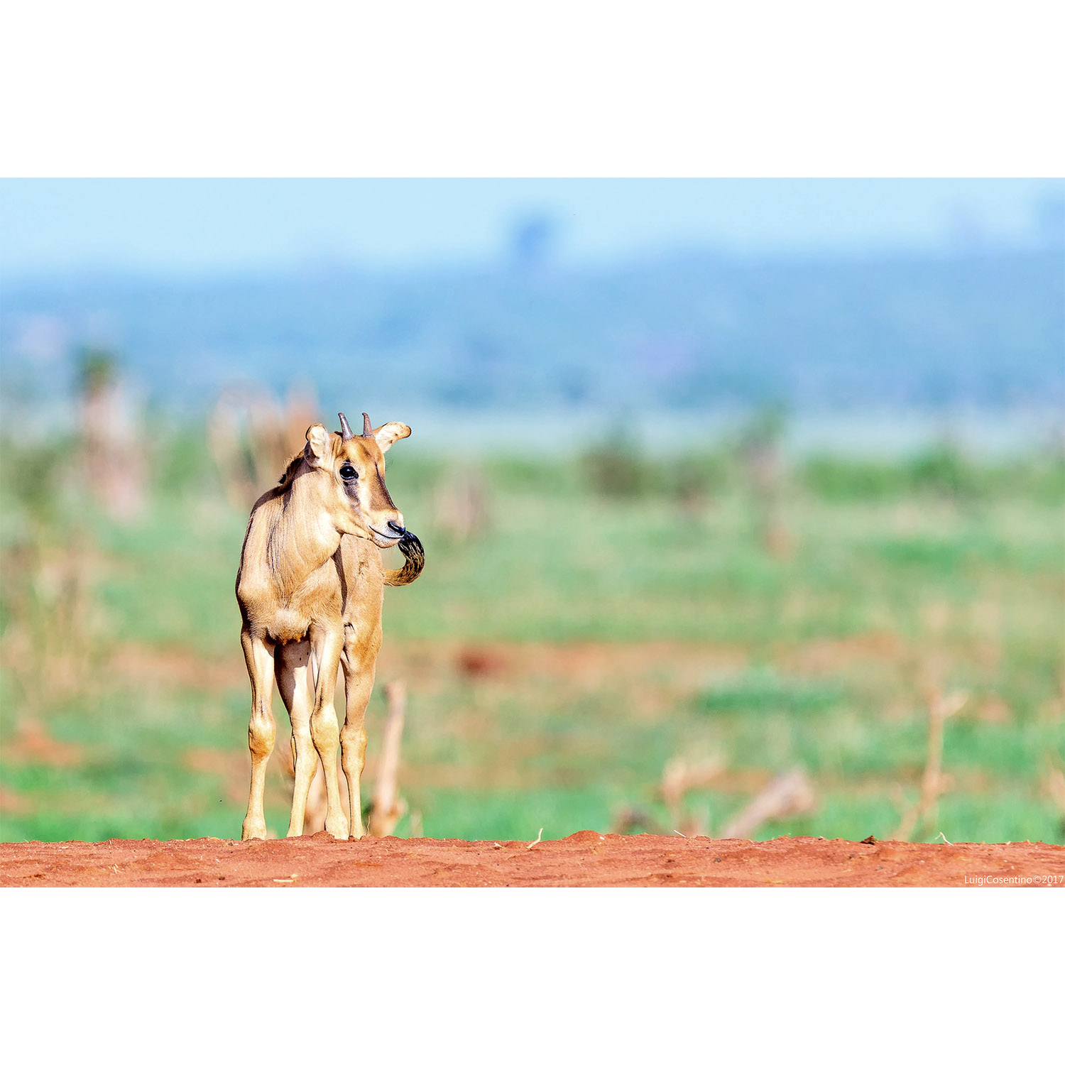 Oryx gazella Фото №10
