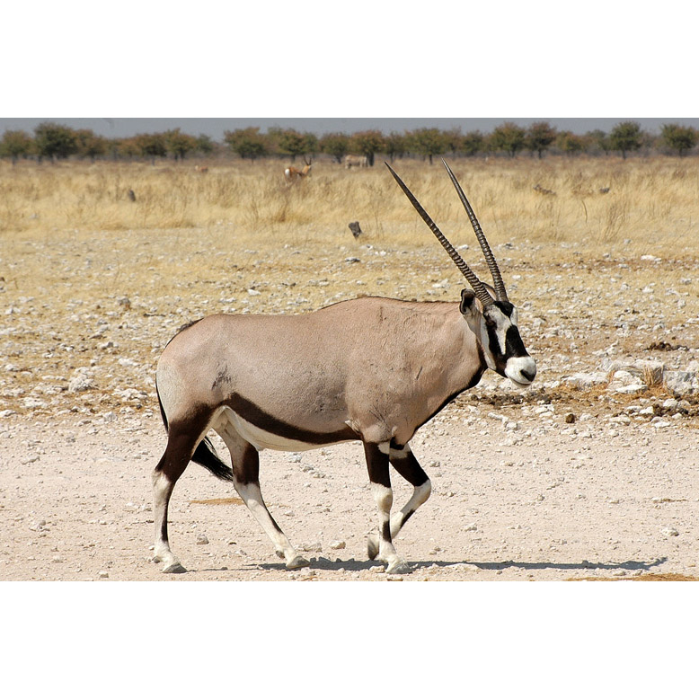 Oryx gazella Фото №2