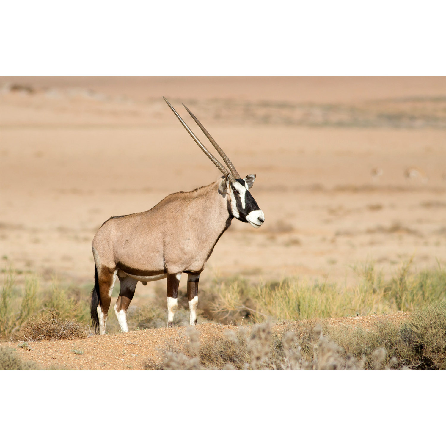 Oryx gazella Фото №3