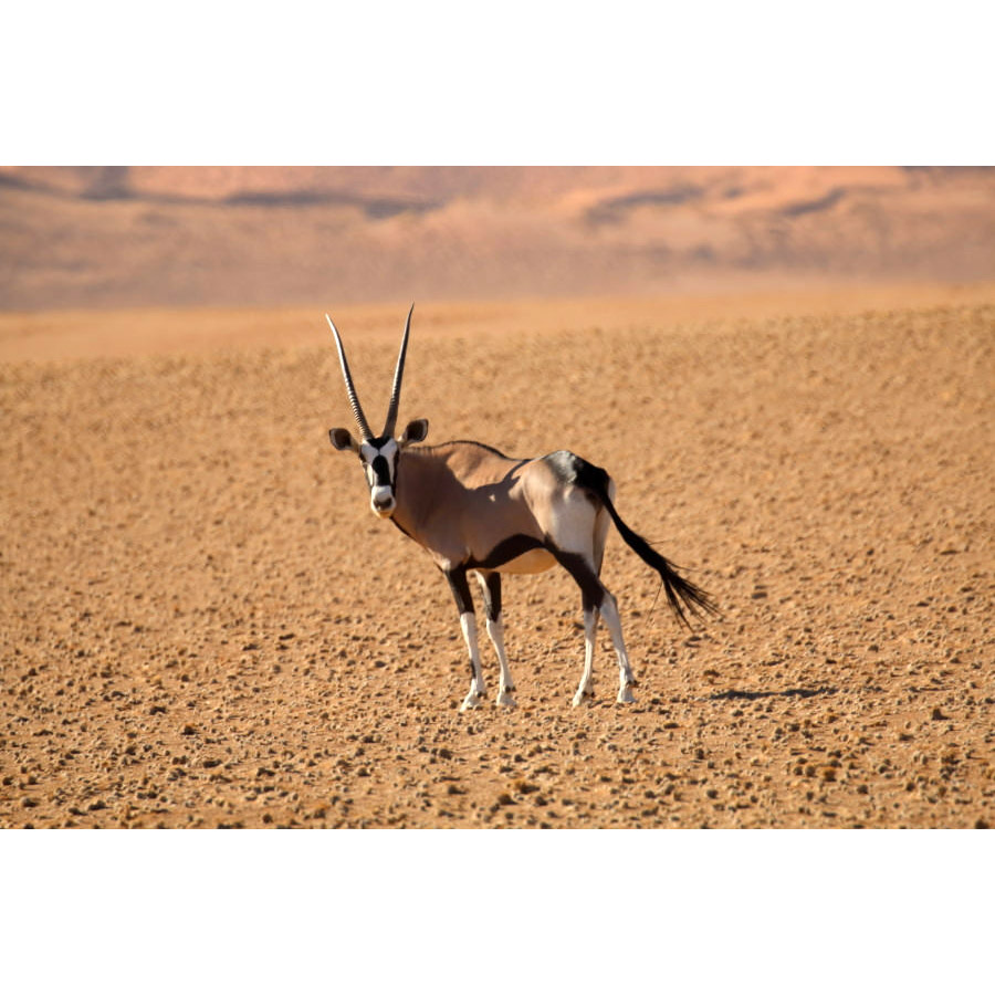 Oryx gazella Фото №4