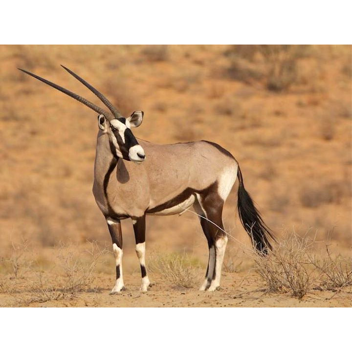 Oryx gazella Фото №5