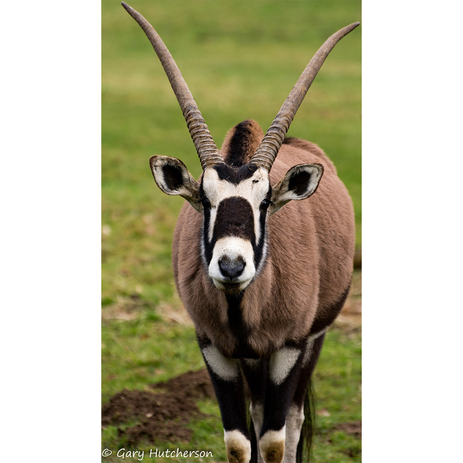 Oryx gazella Фото №6