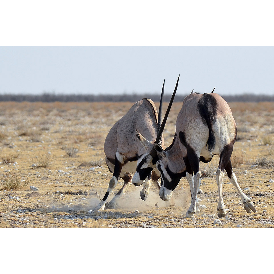 Oryx gazella Фото №7