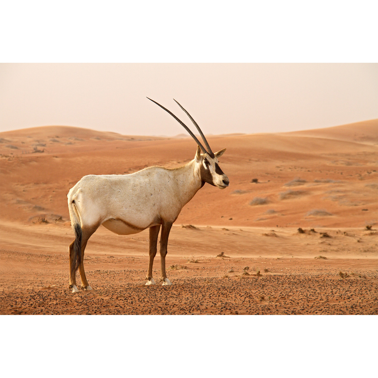 Oryx leucoryx Фото №2