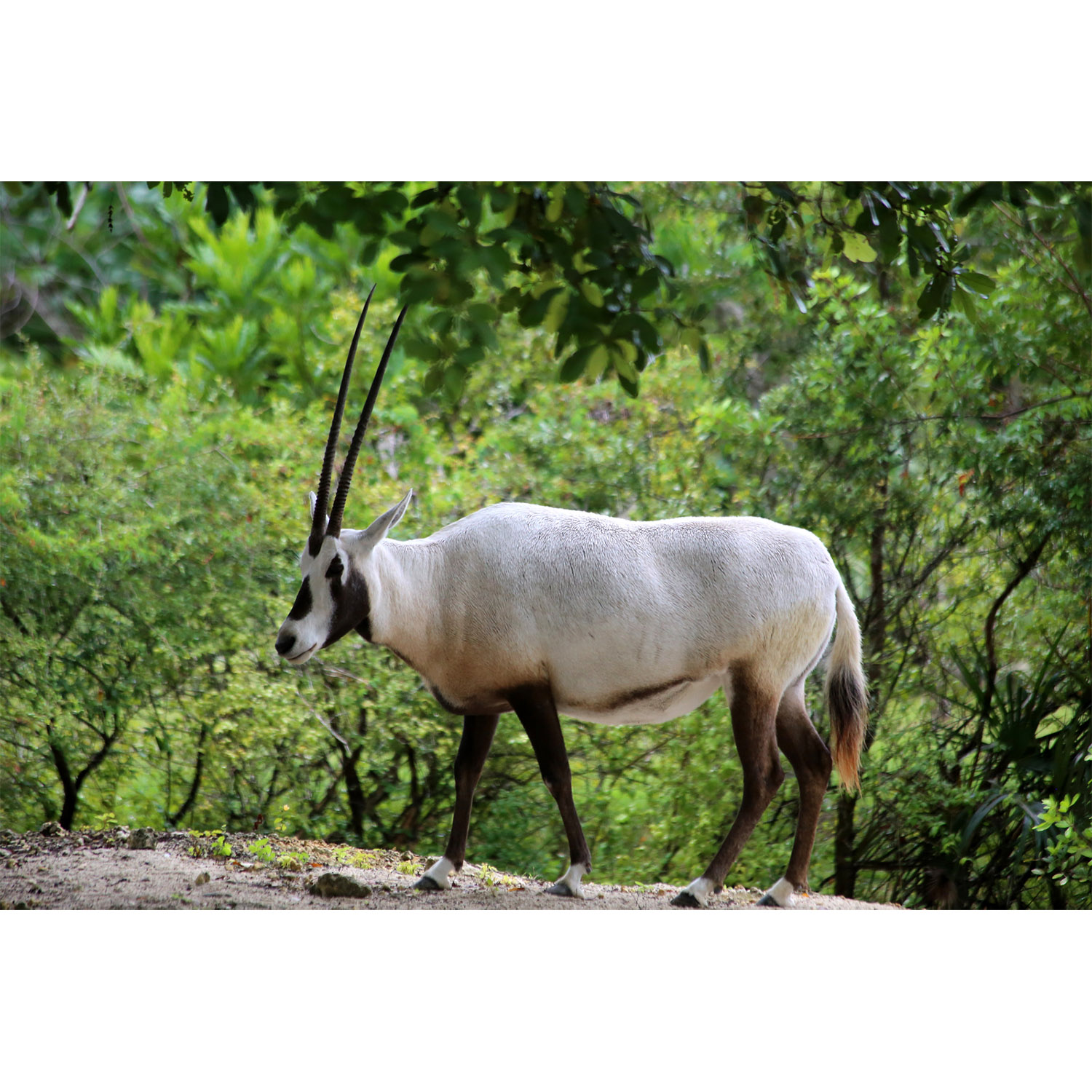 Oryx leucoryx Фото №3