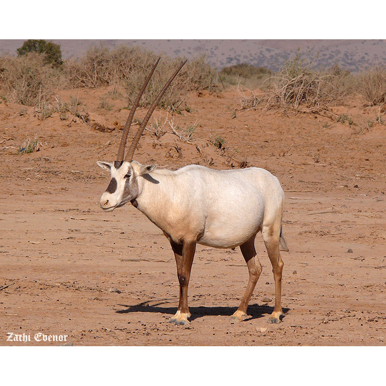 Oryx leucoryx Фото №4