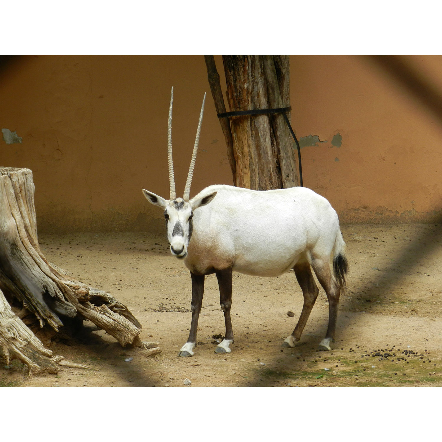 Oryx leucoryx Фото №5