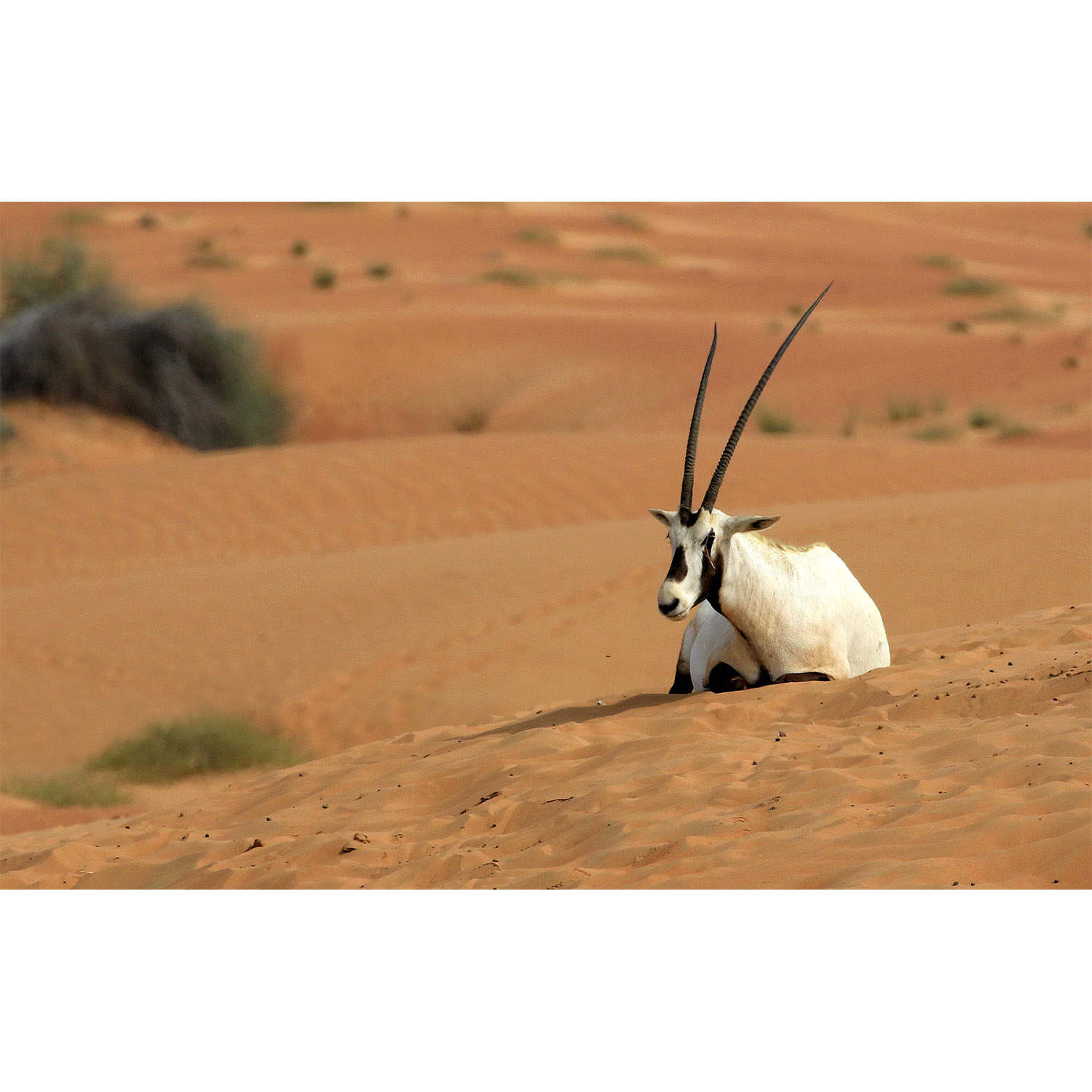 Oryx leucoryx Фото №6