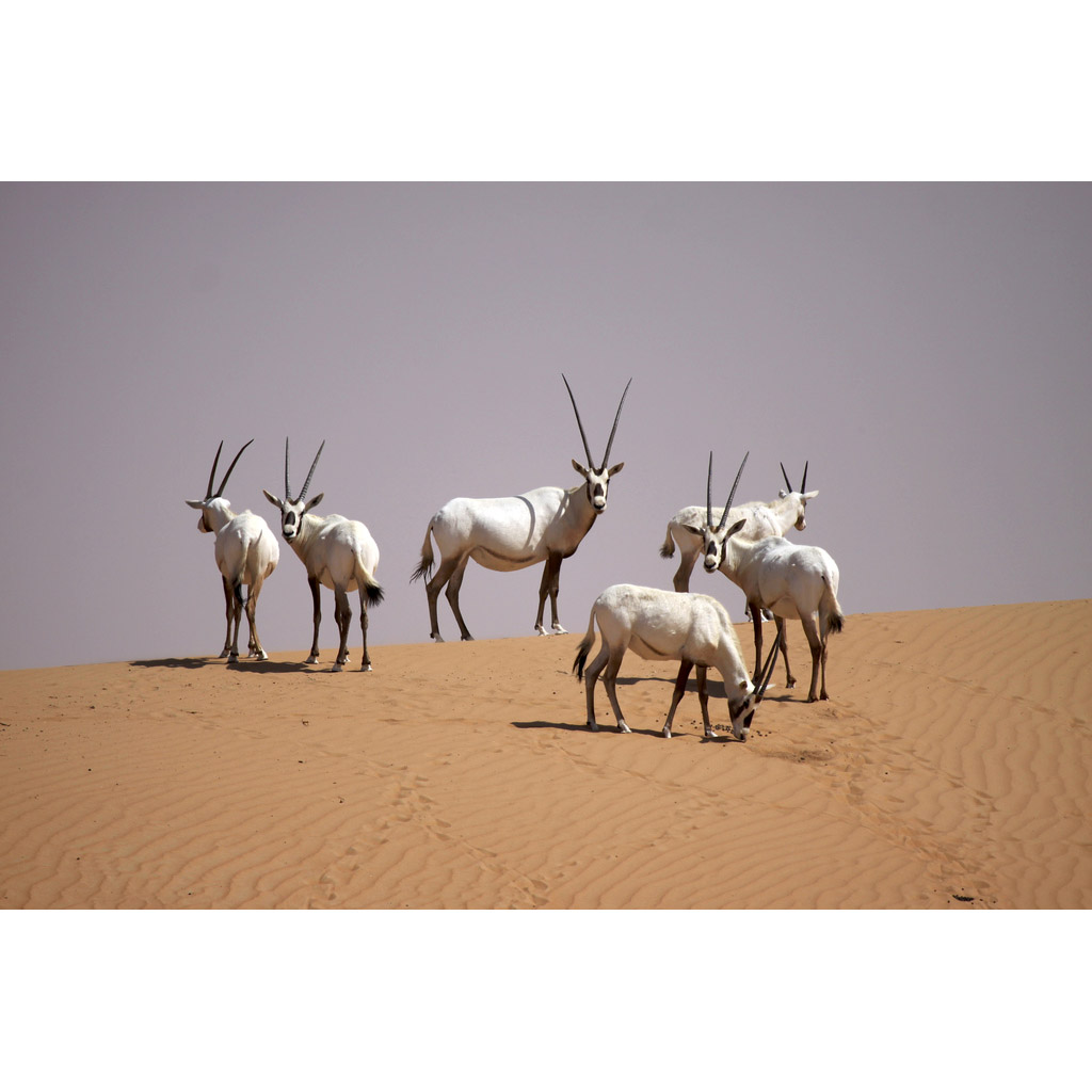 Oryx leucoryx Фото №7