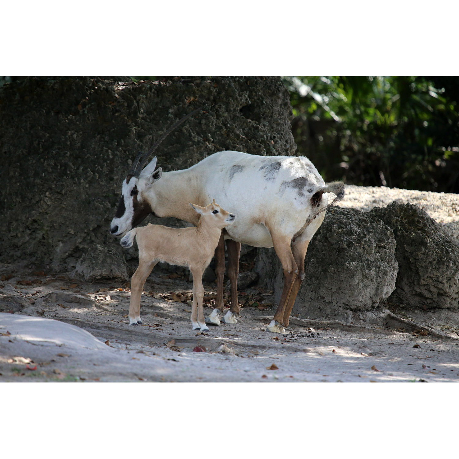 Oryx leucoryx Фото №8