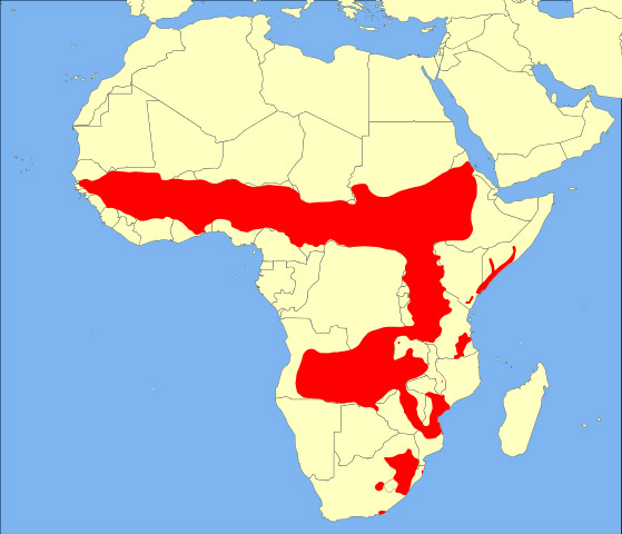 Ourebia ourebi Ареал обитания на карте