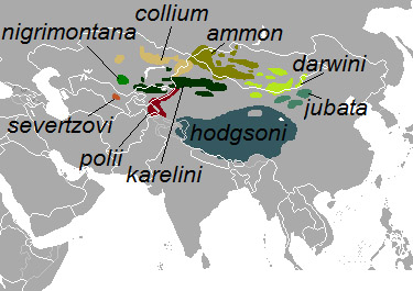 Ovis ammon Ареал обитания на карте