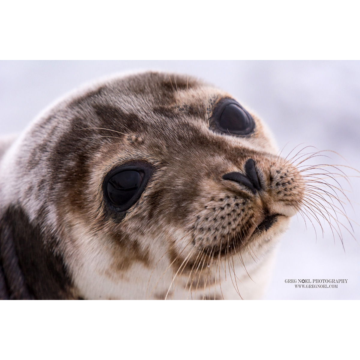 Гренландский тюлень (Pagophilus groenlandicus) Фото №10