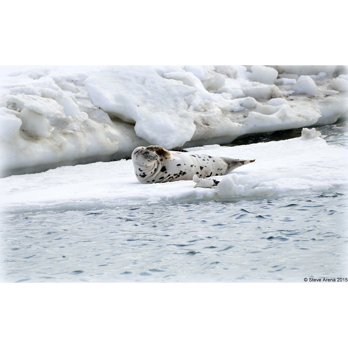 Гренландский тюлень (Pagophilus groenlandicus) Фото №2