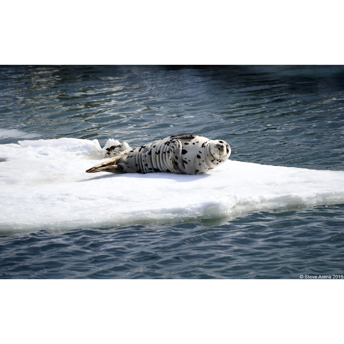 Гренландский тюлень (Pagophilus groenlandicus) Фото №3