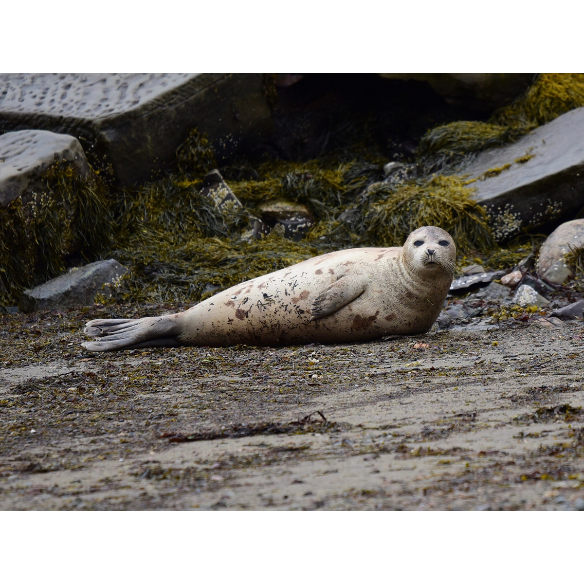 Гренландский тюлень (Pagophilus groenlandicus) Фото №4