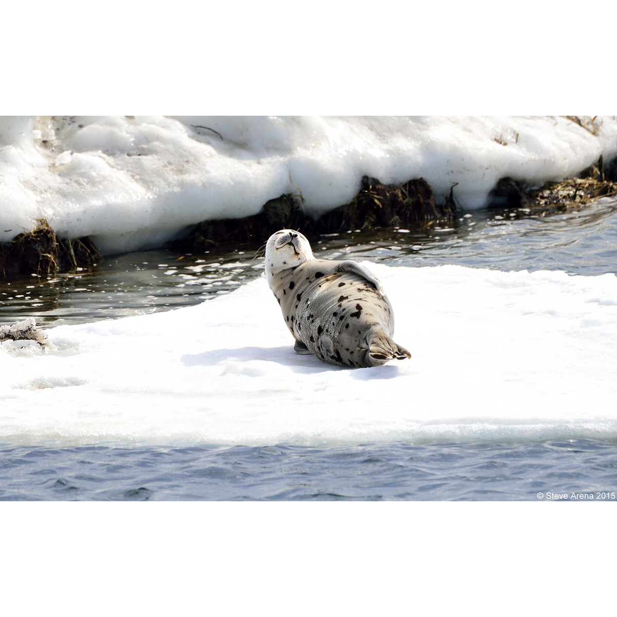 Гренландский тюлень (Pagophilus groenlandicus) Фото №6