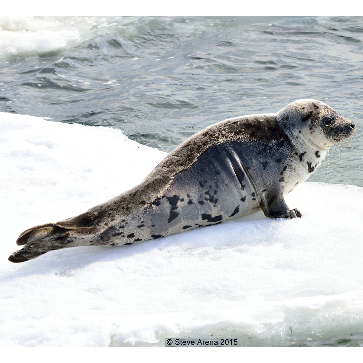 Гренландский тюлень (Pagophilus groenlandicus) Фото №1