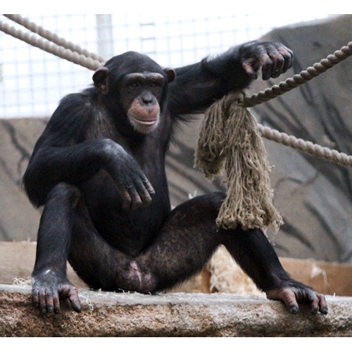 Род Шимпанзе  фото