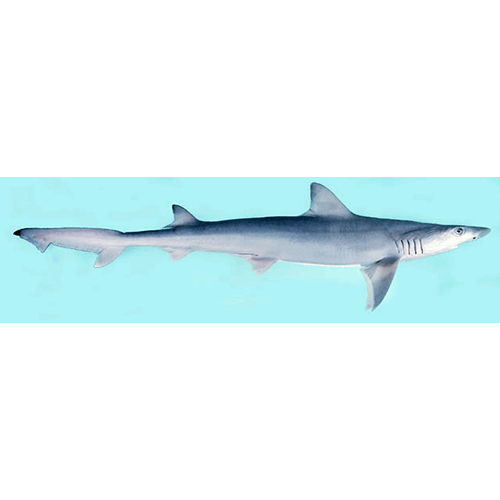  Род Полосатые акулы  фото