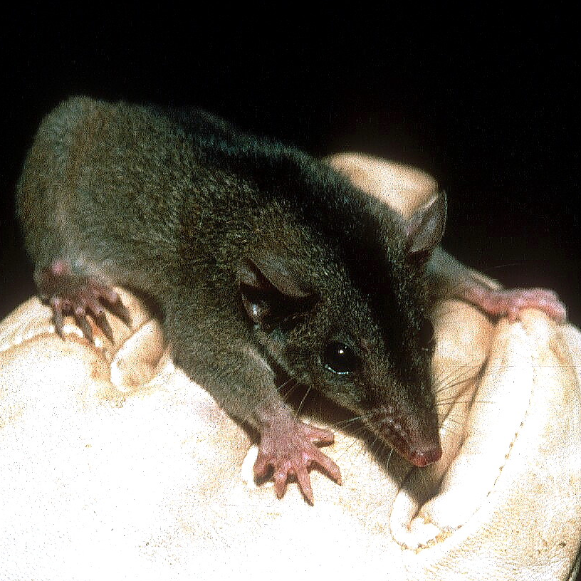 Новогвинейская сумчатая крыса (Paramurexia rothschildi) Фото №1