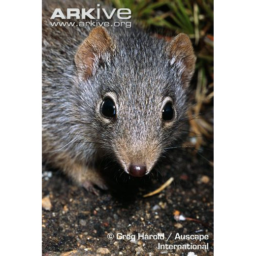 Крапчатая сумчатая мышь (Parantechinus apicalis) Фото №10