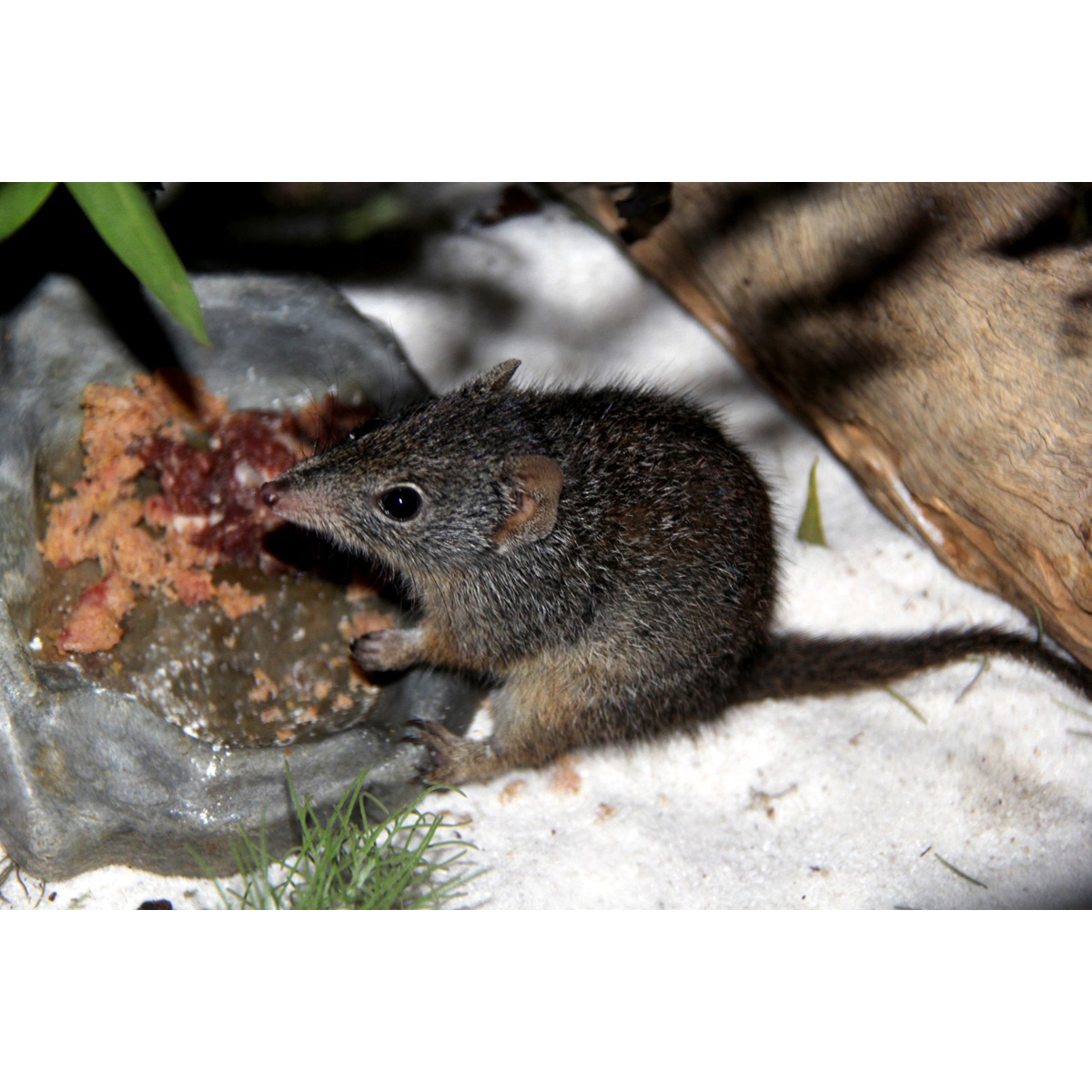 Крапчатая сумчатая мышь (Parantechinus apicalis) Фото №4