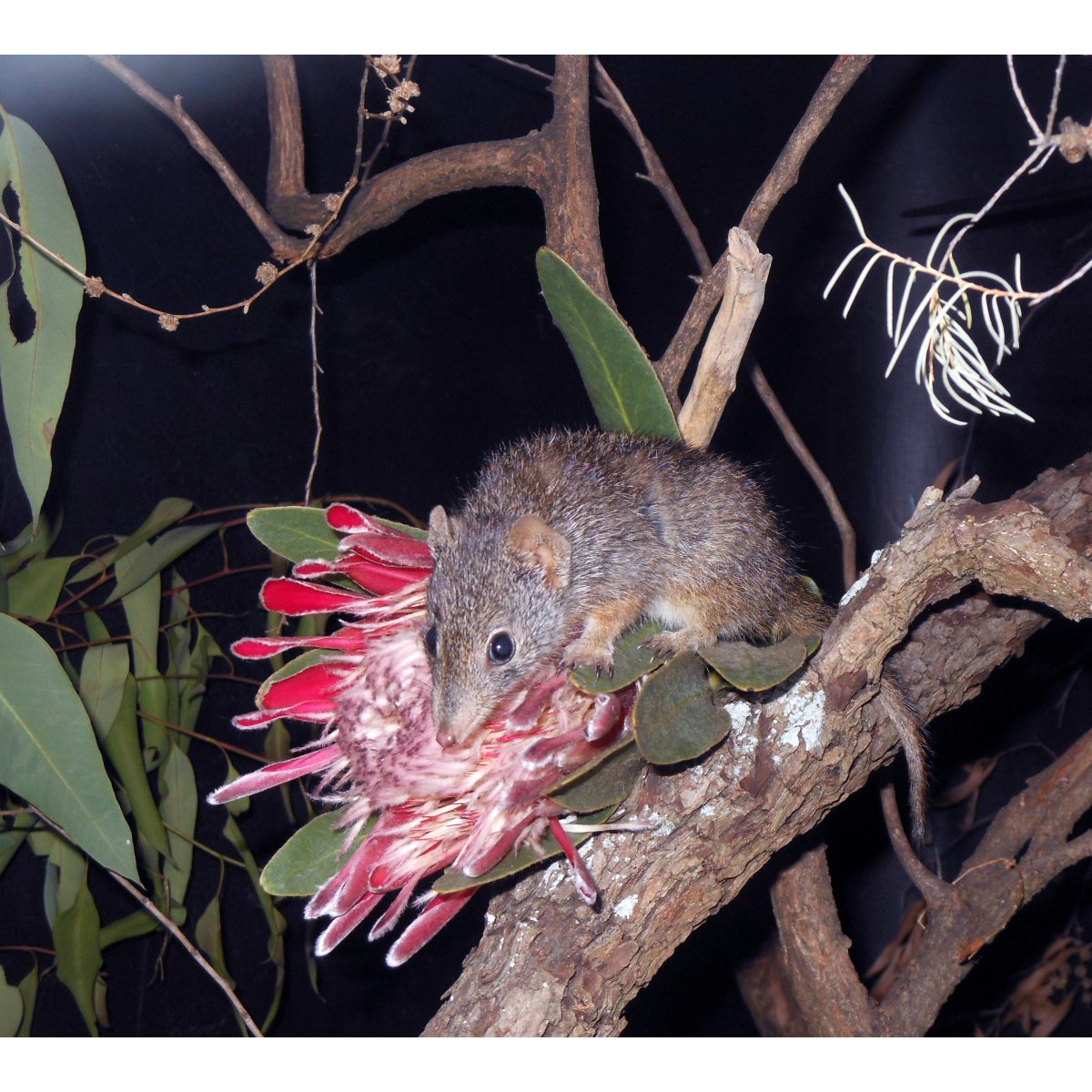 Крапчатая сумчатая мышь (Parantechinus apicalis) Фото №5