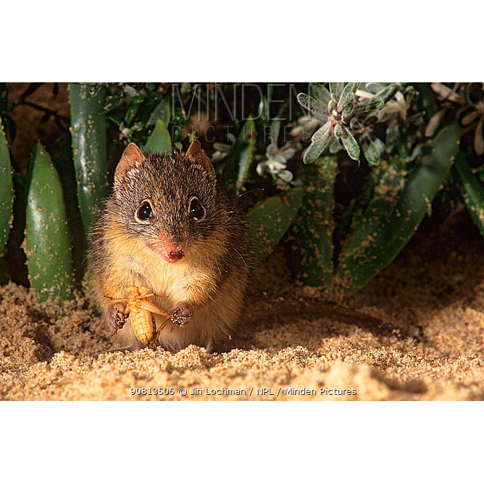 Крапчатая сумчатая мышь (Parantechinus apicalis) Фото №7