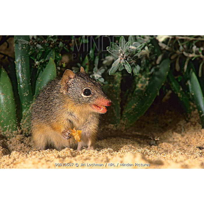 Крапчатая сумчатая мышь (Parantechinus apicalis) Фото №8