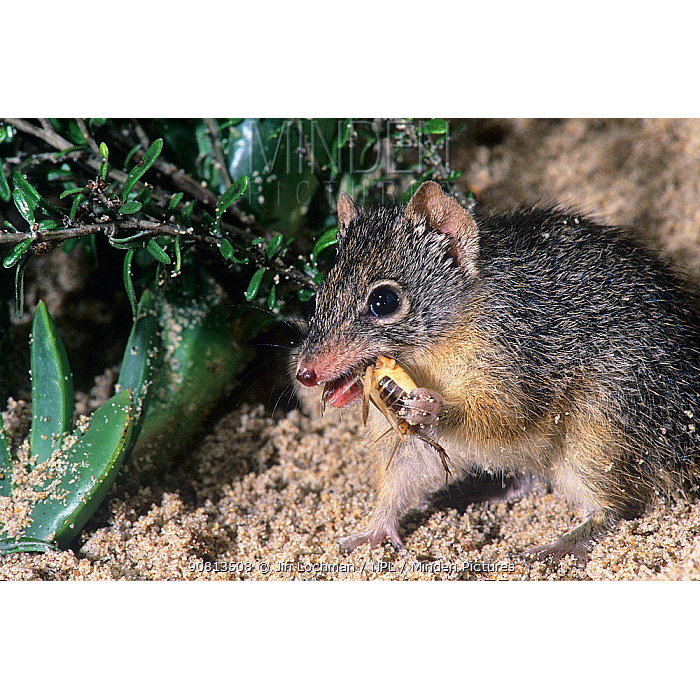 Крапчатая сумчатая мышь (Parantechinus apicalis) Фото №9