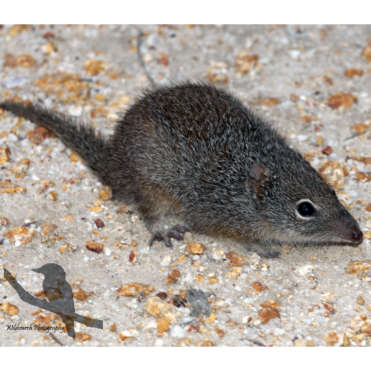 Крапчатая сумчатая мышь (Parantechinus apicalis) Фото №1