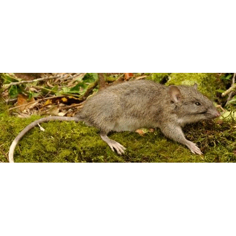 Род Сулавесские гигантские крысы  фото