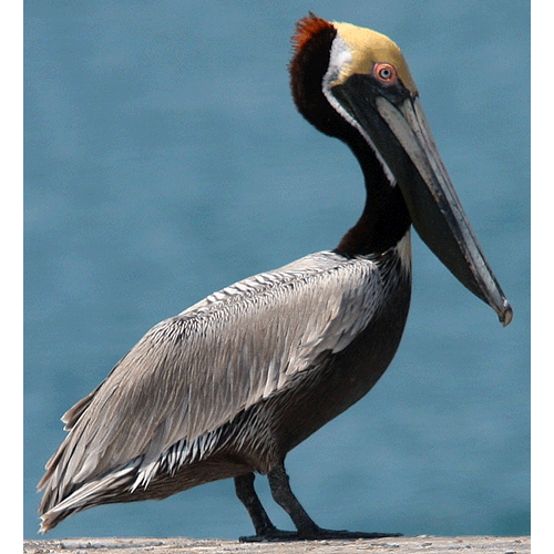  Род Пеликаны  фото
