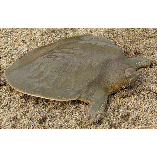  Род Большие мягкотелые черепахи  фото
