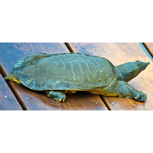  Род Дальневосточные черепахи  фото