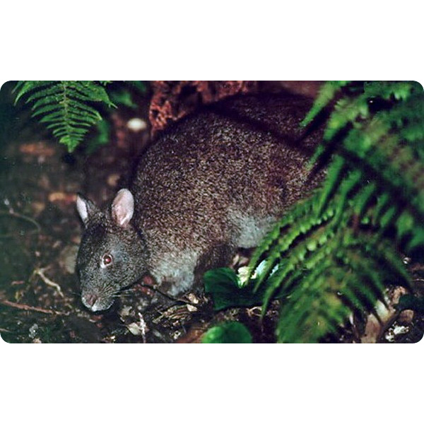 Лазающий заяц (Pentalagus furnessi) Фото №6