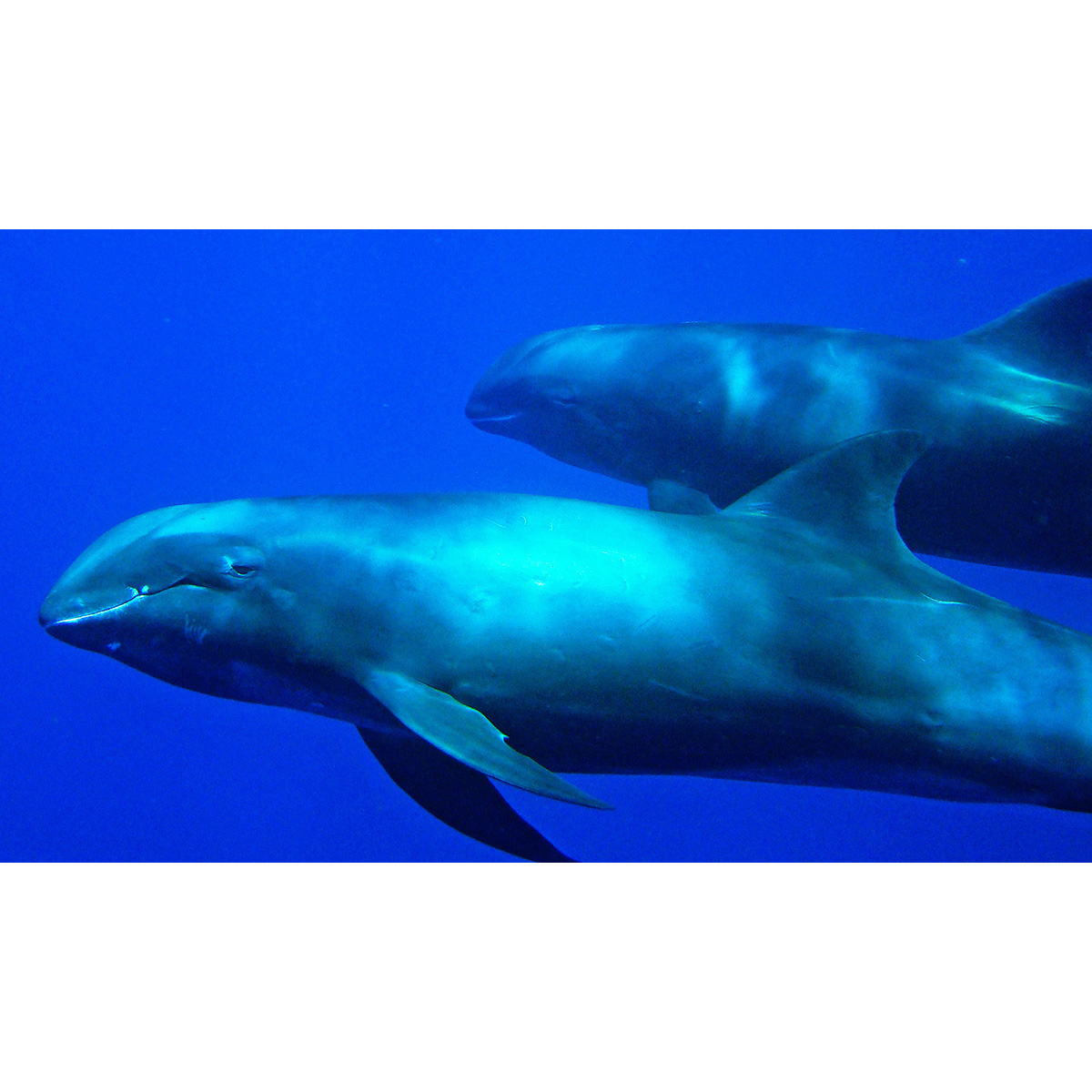 Широкомордый дельфин (Peponocephala electra) Фото №2