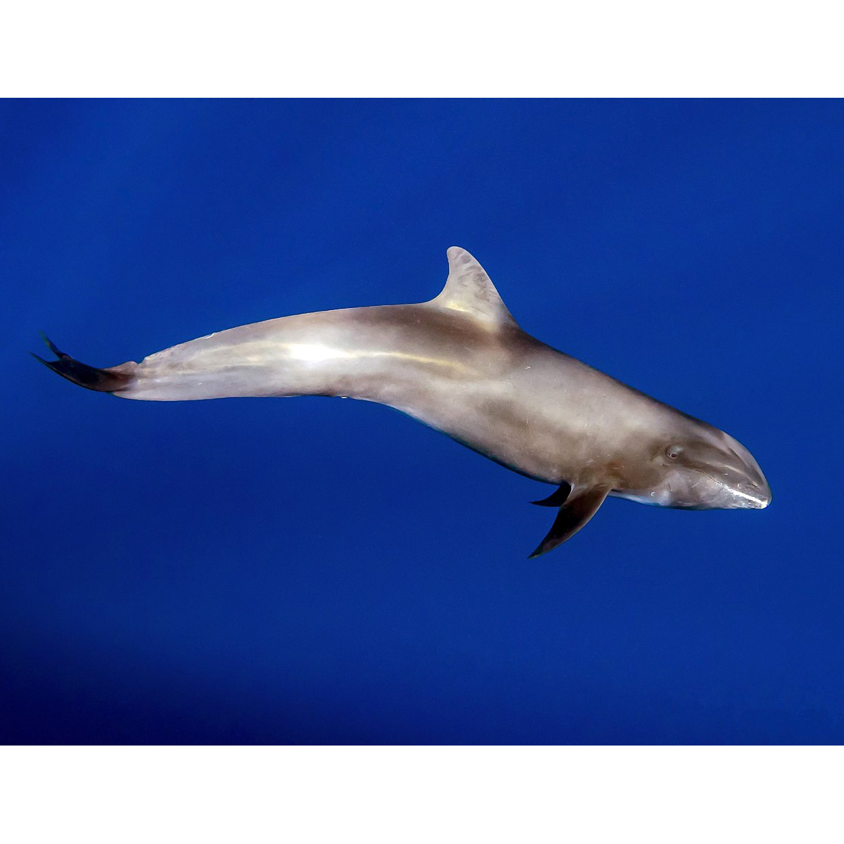 Широкомордый дельфин (Peponocephala electra) Фото №3