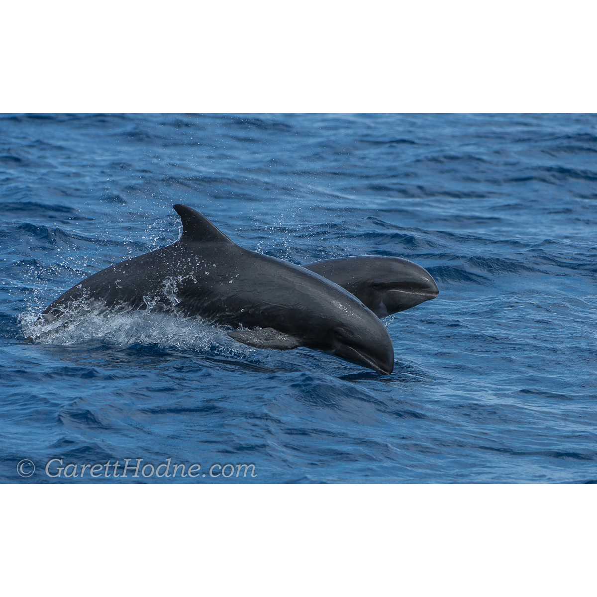 Широкомордый дельфин (Peponocephala electra) Фото №4